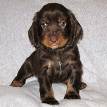 Field Spaniel Puppy