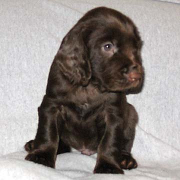 Field Spaniel Puppy