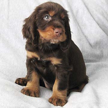 Field Spaniel Puppy