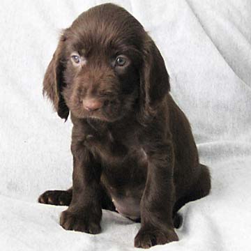Field Spaniel Puppy