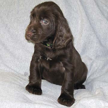Field Spaniel Puppy