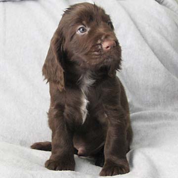 Field Spaniel Puppy
