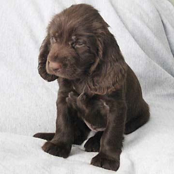 Field Spaniel Puppy
