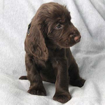 Field Spaniel Puppy