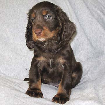 Field Spaniel Puppy