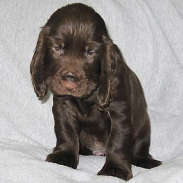 Field Spaniel Puppy