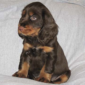 Field Spaniel Puppy