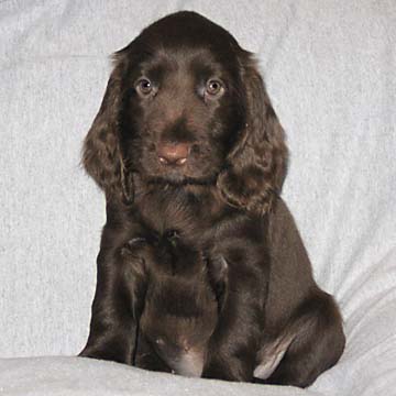 Field Spaniel Puppy