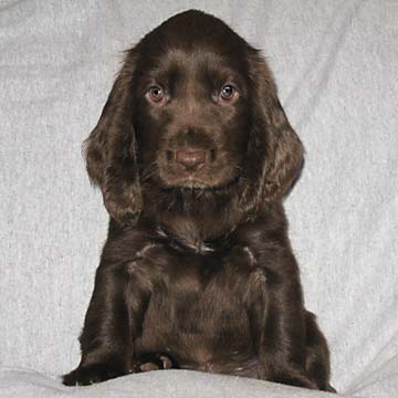 Field Spaniel Puppy