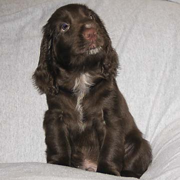 Field Spaniel Puppy