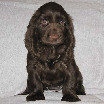Field Spaniel Puppy