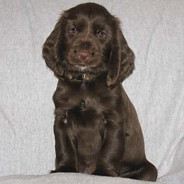 Field Spaniel Puppy