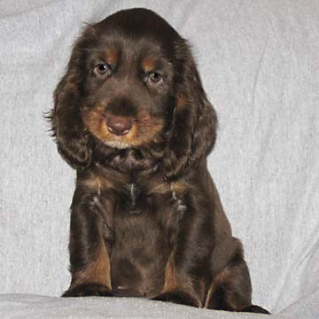 Field Spaniel Puppy
