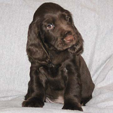 Field Spaniel Puppy
