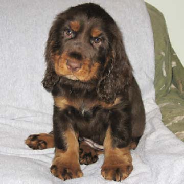 Field Spaniel Puppy