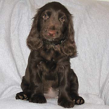Field Spaniel Puppy