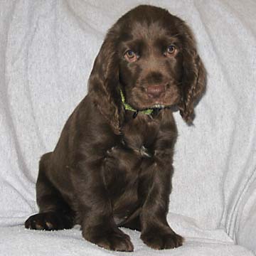 Field Spaniel Puppy