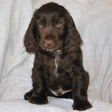 Field Spaniel Puppy