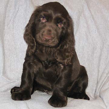 Field Spaniel Puppy
