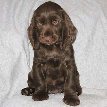 Field Spaniel Puppy