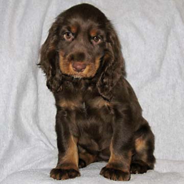 Field Spaniel Puppy