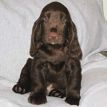 Field Spaniel Puppy