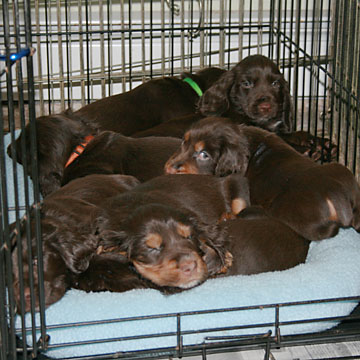 Field Spaniel Puppy