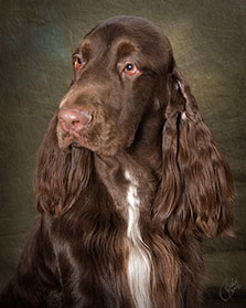 Burke, Field Spaniel