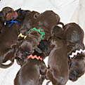 Gabby & Burke Puppies