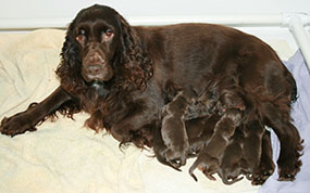 Gabby and Field Spaniel Puppies