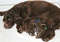 Gabby and Field Spaniel Puppies