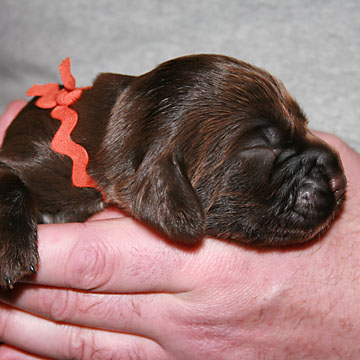 Field Spaniel Puppy Bob