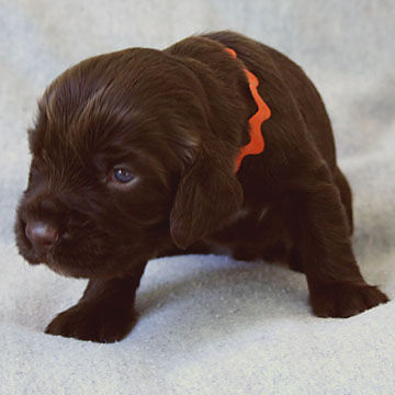 Field Spaniel Puppy Bob