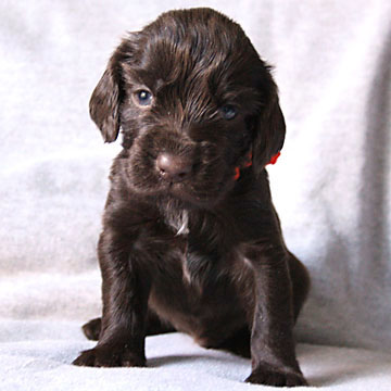 Field Spaniel Puppy Bob