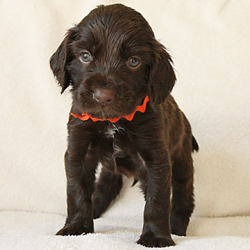 Field Spaniel Puppy Bob