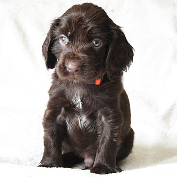 Field Spaniel Puppy Bob