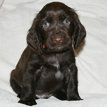 Field Spaniel Puppy Bob