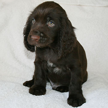 Field Spaniel Puppy Bob