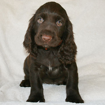 Field Spaniel Puppy Bob
