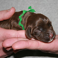 Buster Boy