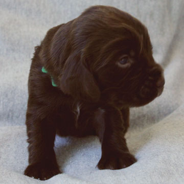 Field Spaniel Puppy Buster