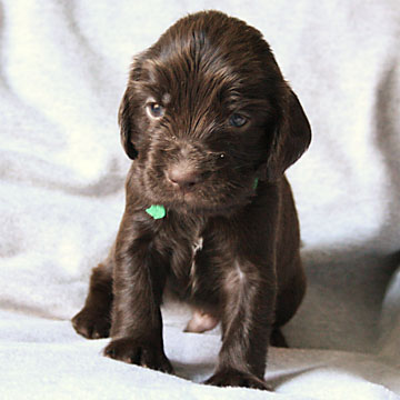 Field Spaniel Puppy Buster