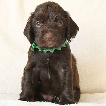 Field Spaniel Puppy Buster