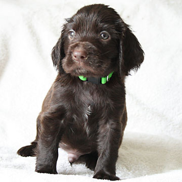 Field Spaniel Puppy Buster