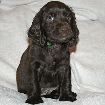 Field Spaniel Puppy Buster
