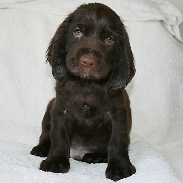 Field Spaniel Puppy Buster