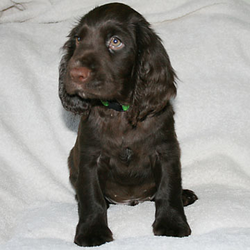Field Spaniel Puppy Buster