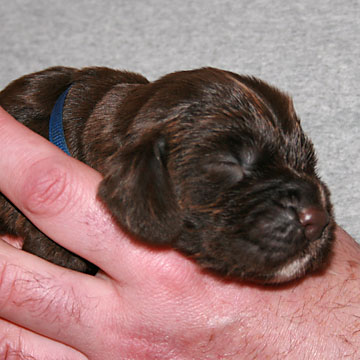 Field Spaniel Puppy Hubert