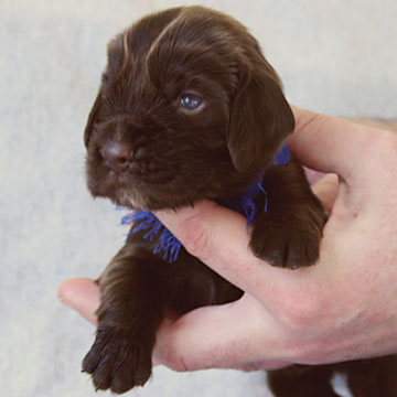 Field Spaniel Puppy Hubert