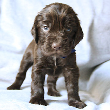 Field Spaniel Puppy Hubert